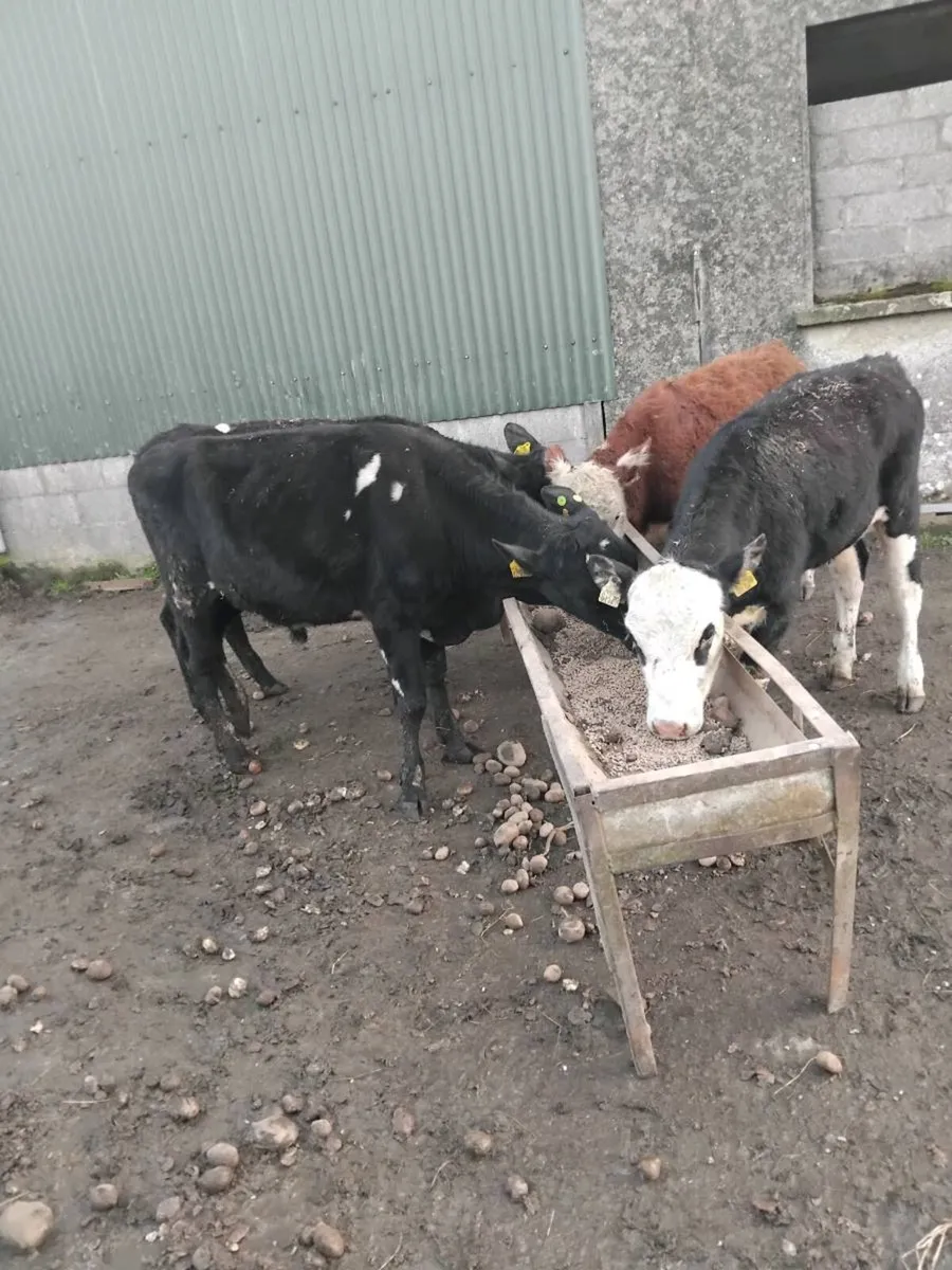 200kg cattle - Image 1