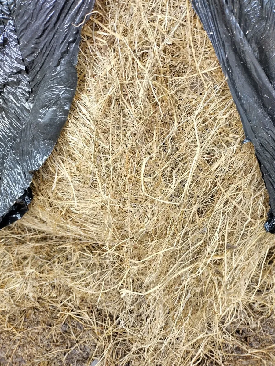 Good quality silage bales - Image 1
