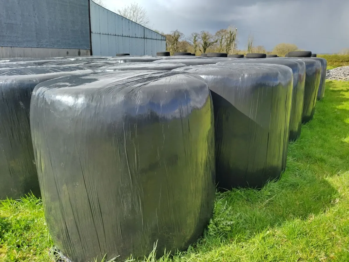 Good quality silage bales - Image 3