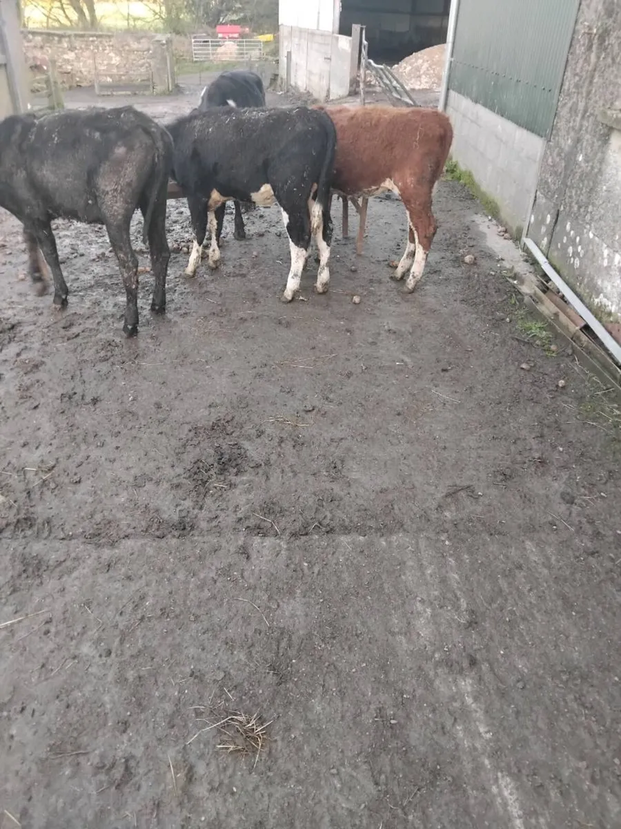 200kg cattle - Image 3