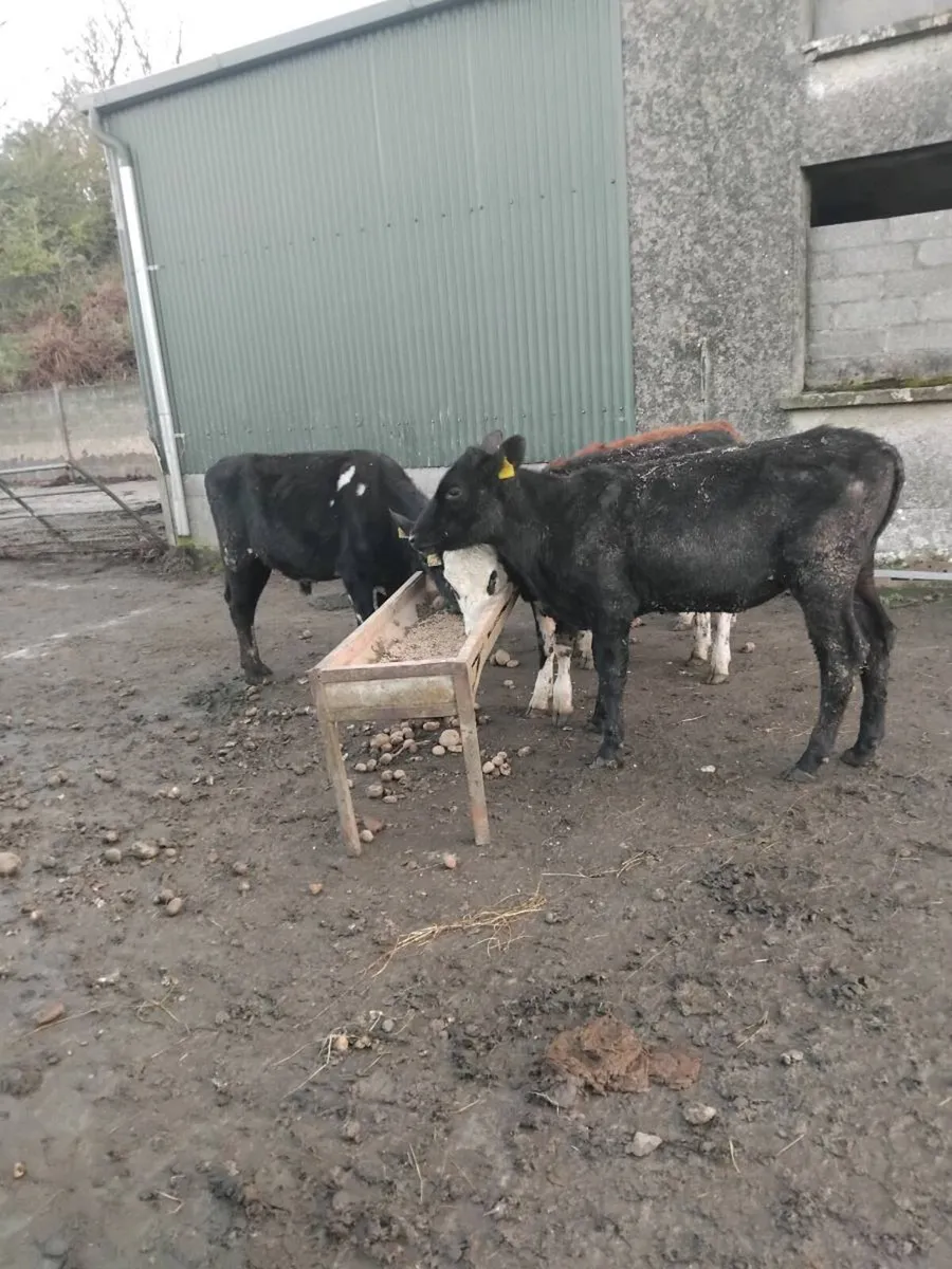 200kg cattle - Image 4