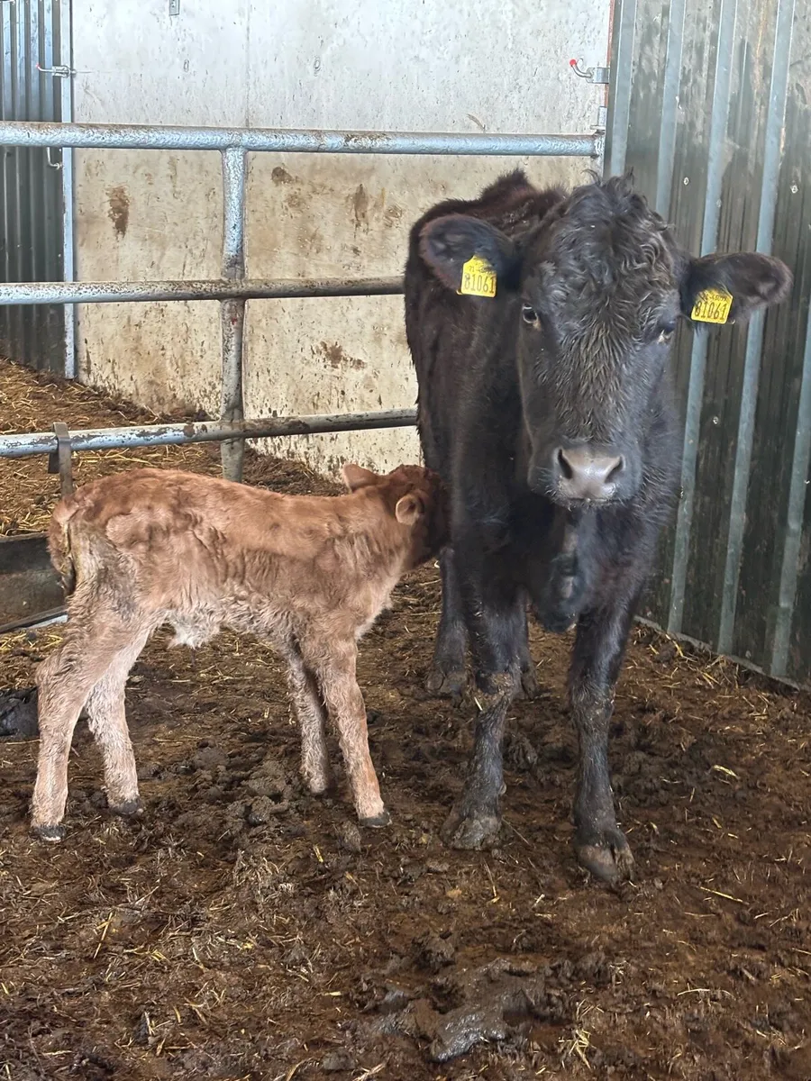 🔥🔥FRESHLY CALVED SUCKLERS 🔥🔥 - Image 3