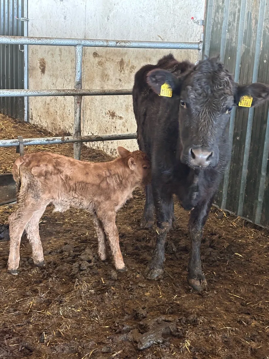 🔥🔥FRESHLY CALVED SUCKLERS 🔥🔥 - Image 4