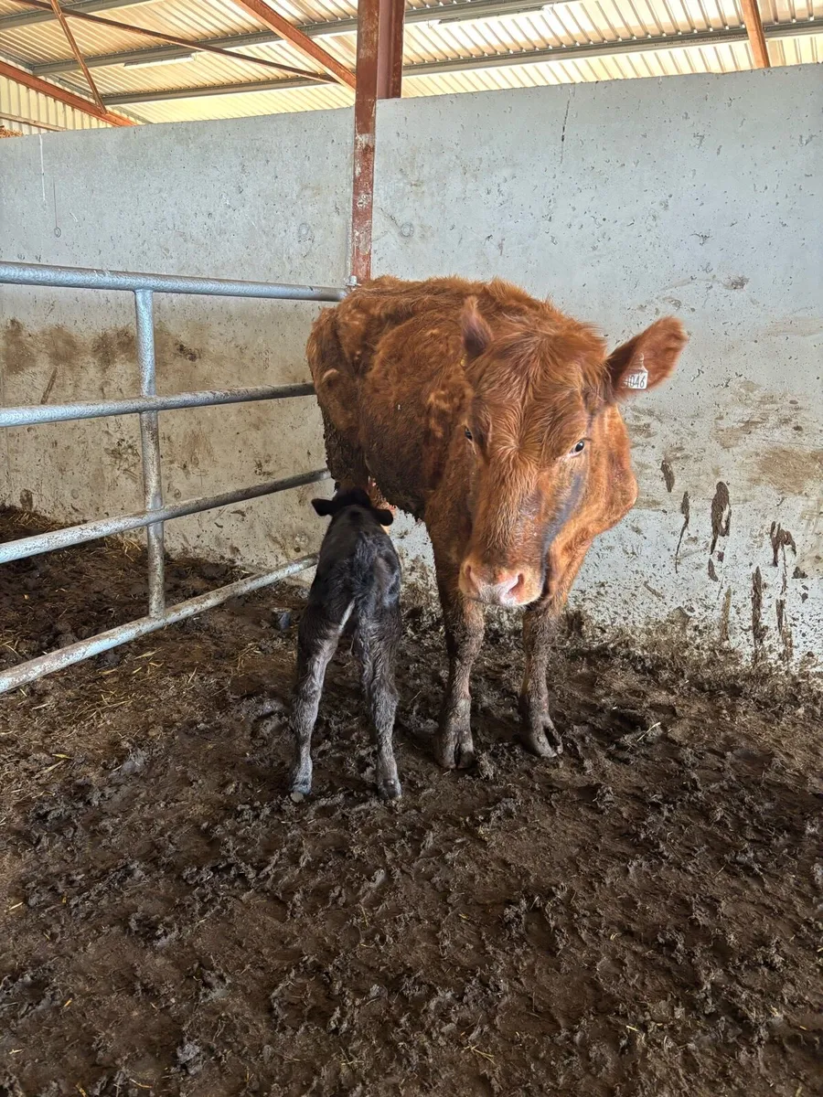 🔥🔥FRESHLY CALVED SUCKLERS 🔥🔥 - Image 1
