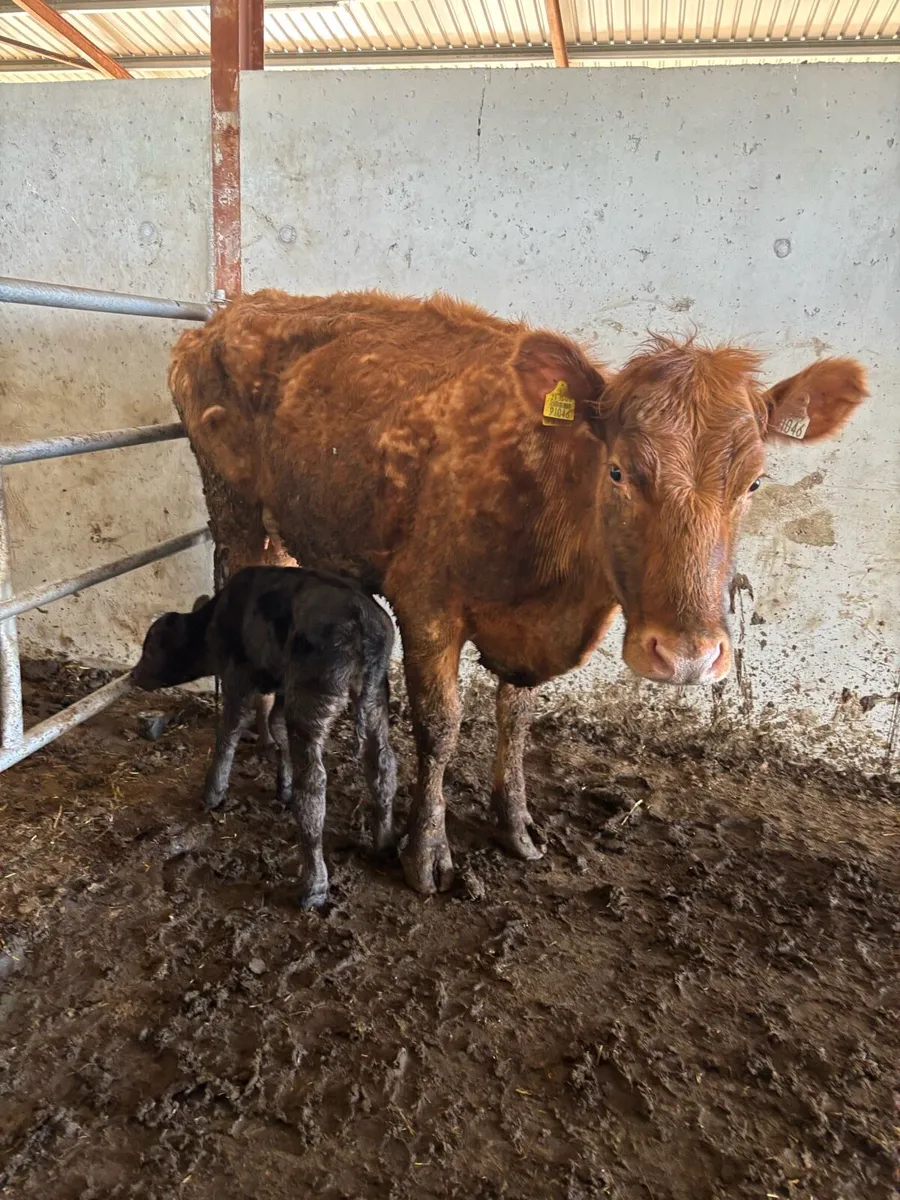 🔥🔥FRESHLY CALVED SUCKLERS 🔥🔥 - Image 2