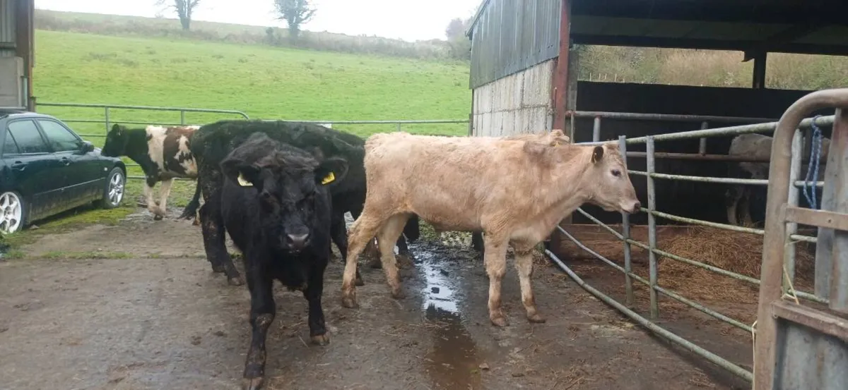 AAX & Ch & white head bullocks - Image 1