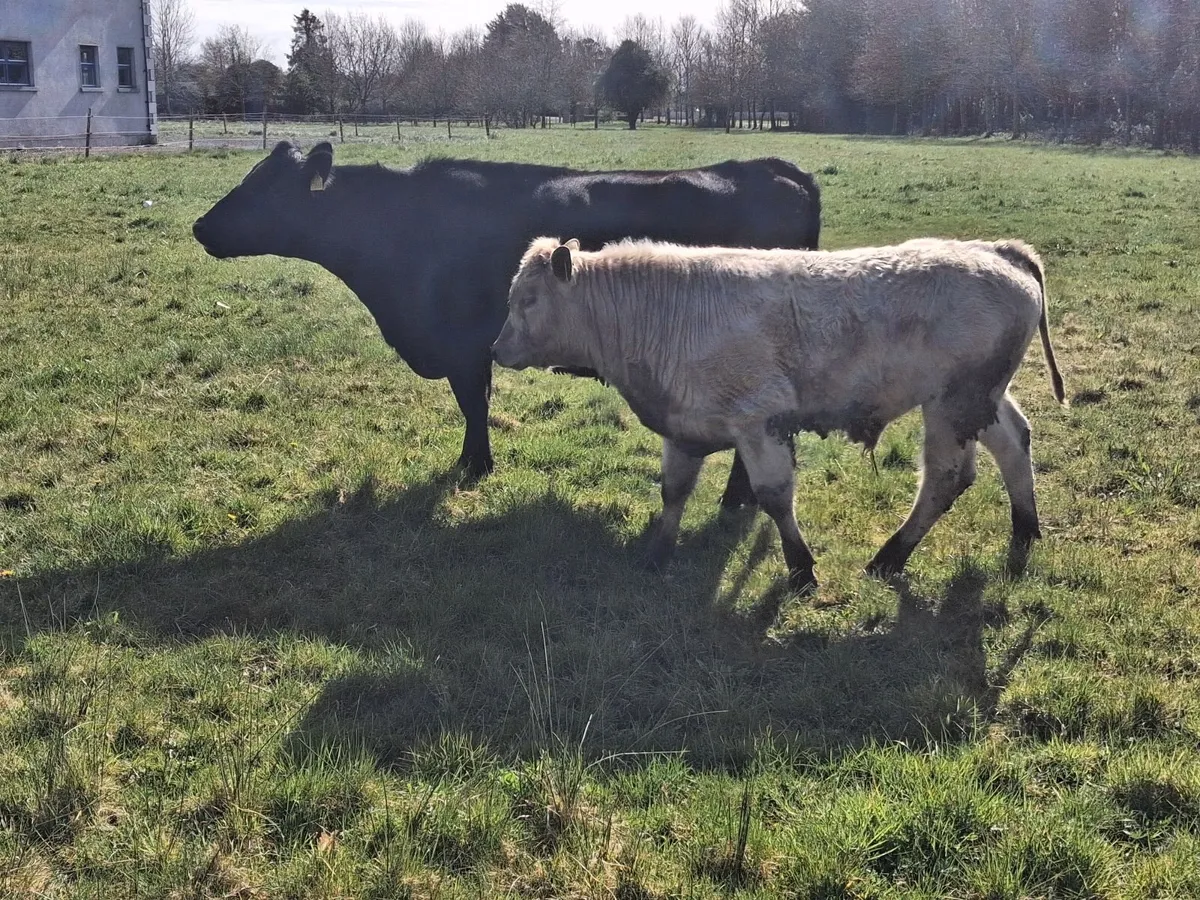 Cow and calf - Image 1