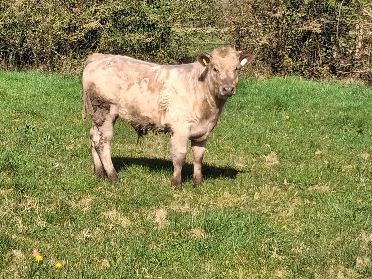 Cow and calf - Image 2