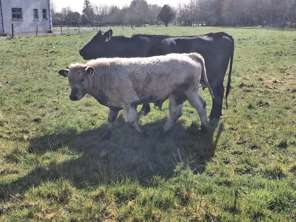 Cow and calf - Image 4