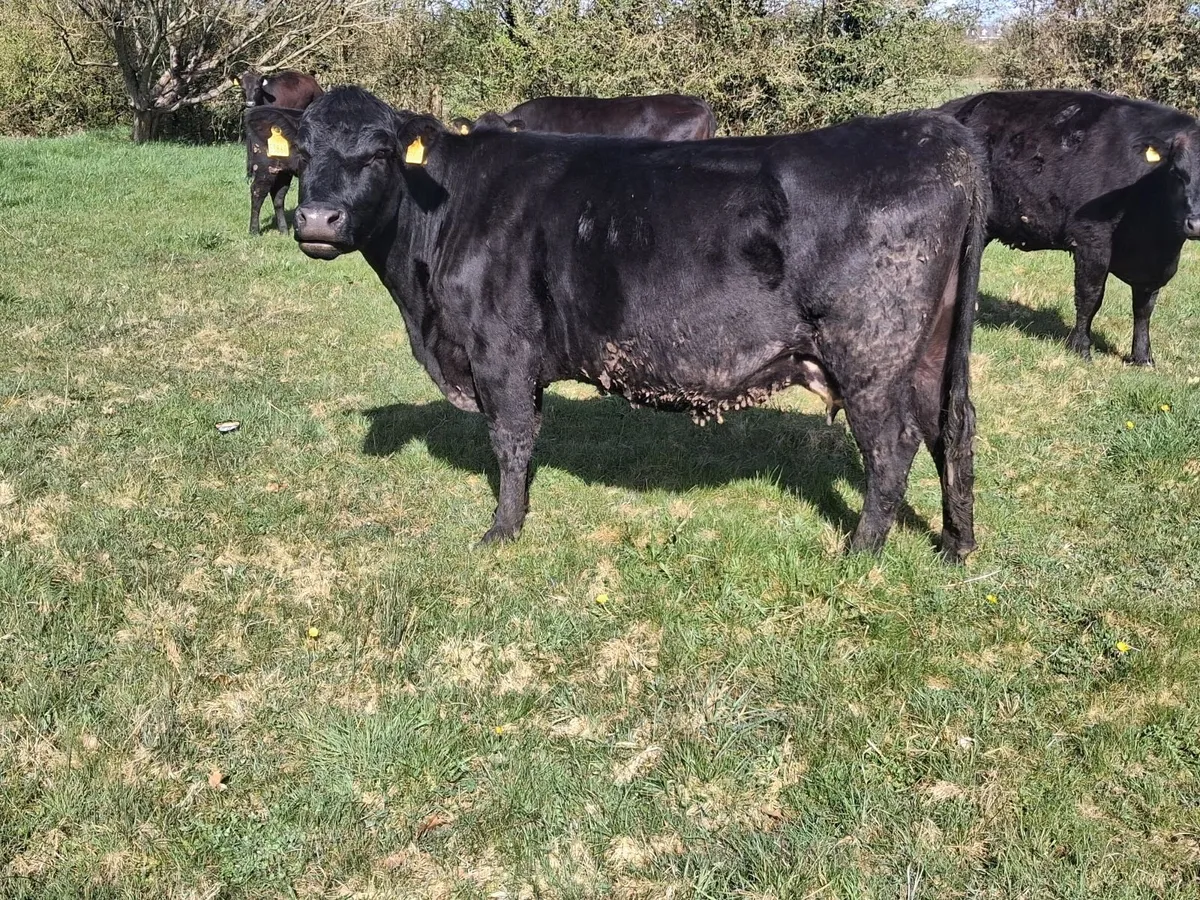 Cow and calf - Image 3