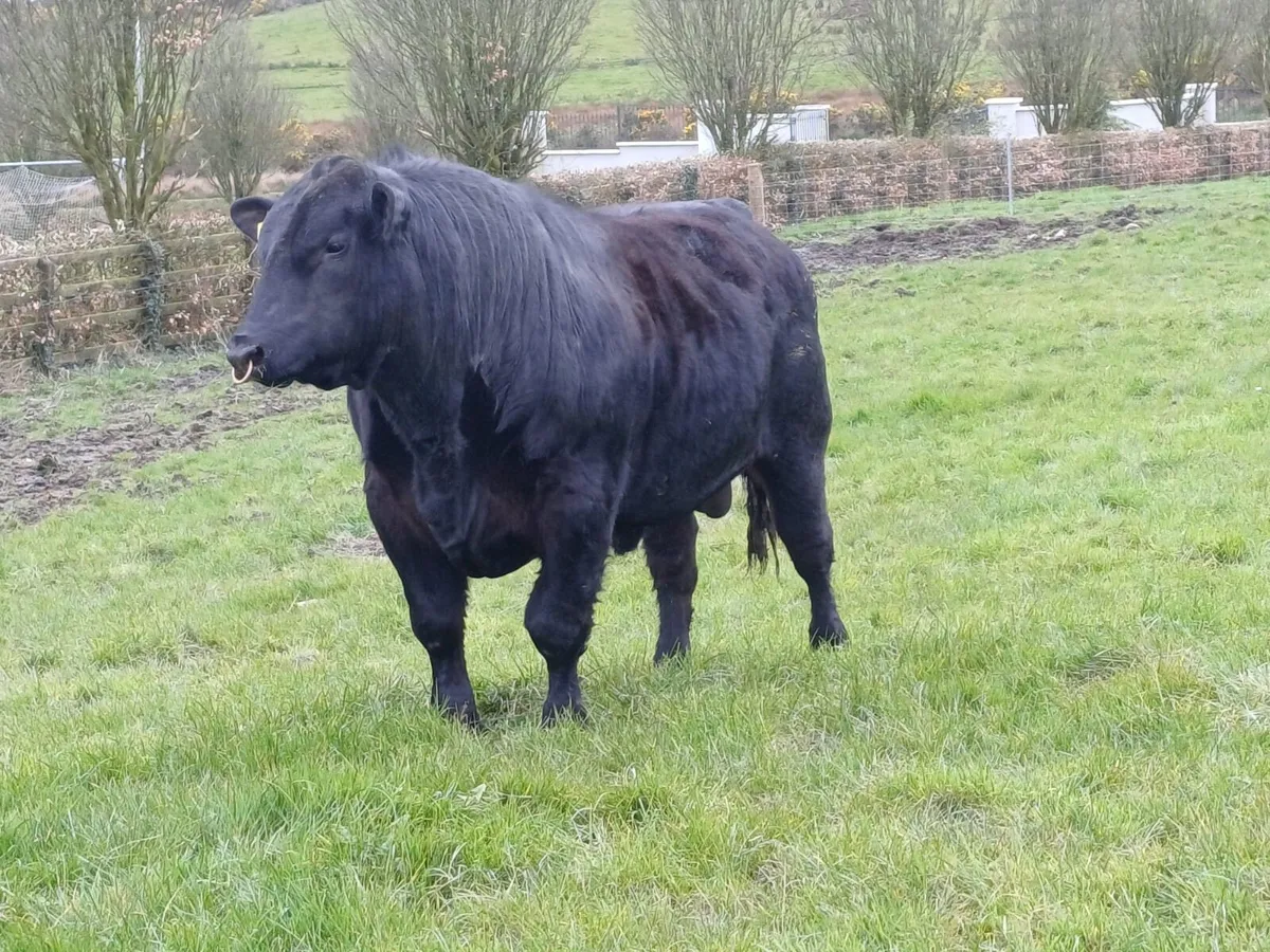 Angus Bull - Image 2