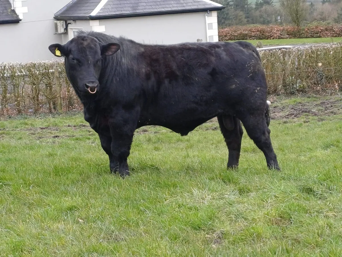 Angus Bull - Image 1