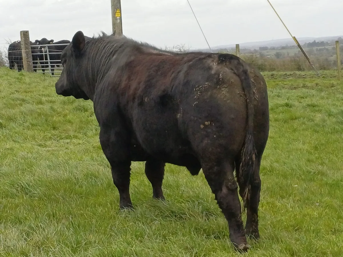 Angus Bull - Image 3