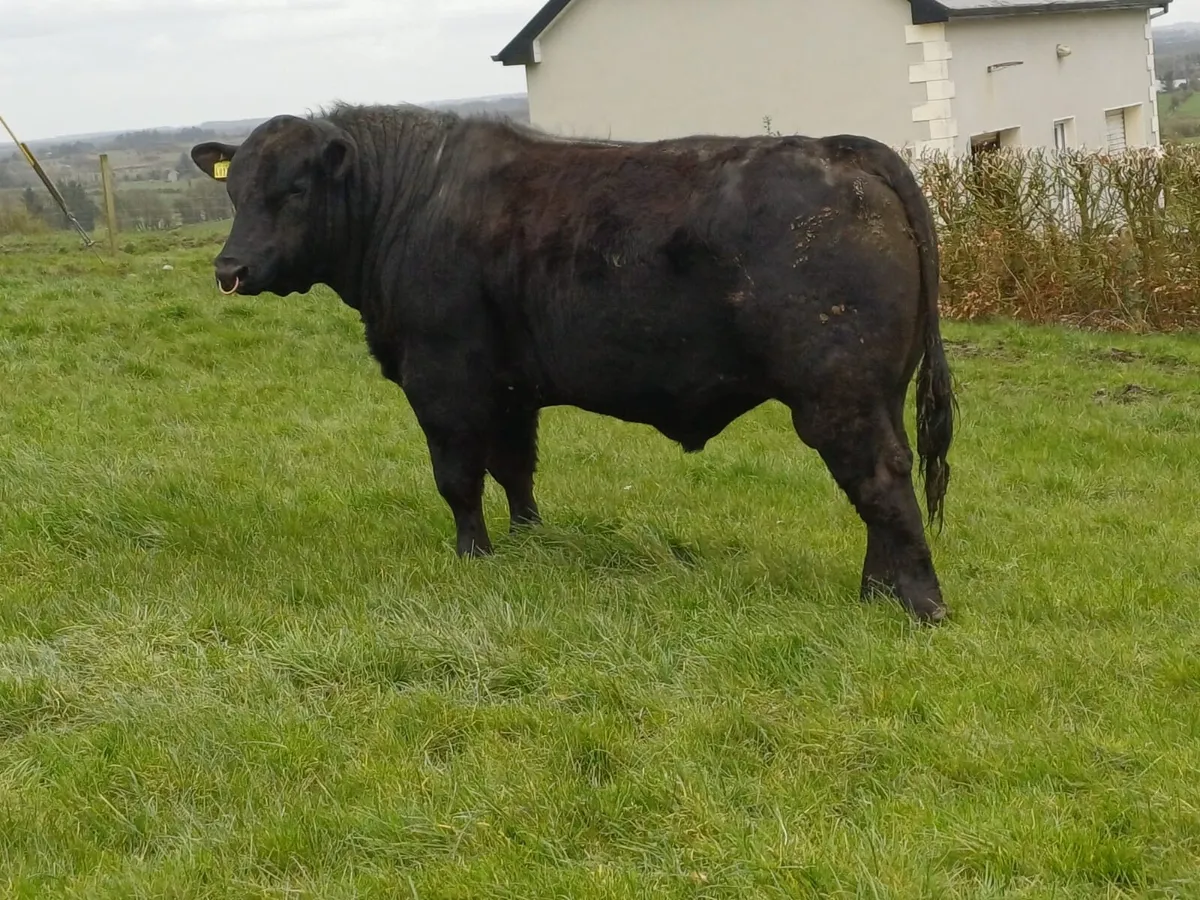 Angus Bull - Image 4