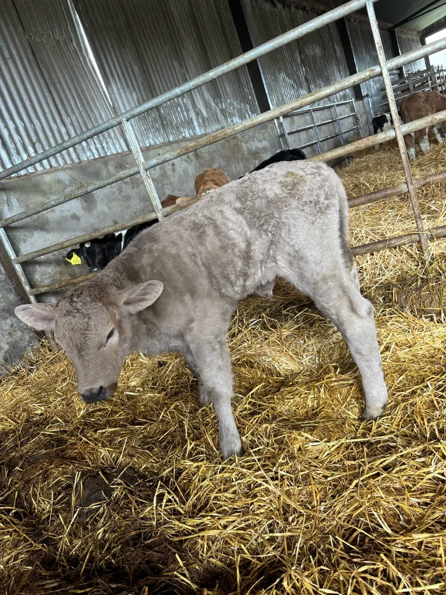 Super charlaois and continental calves for sale - Image 2