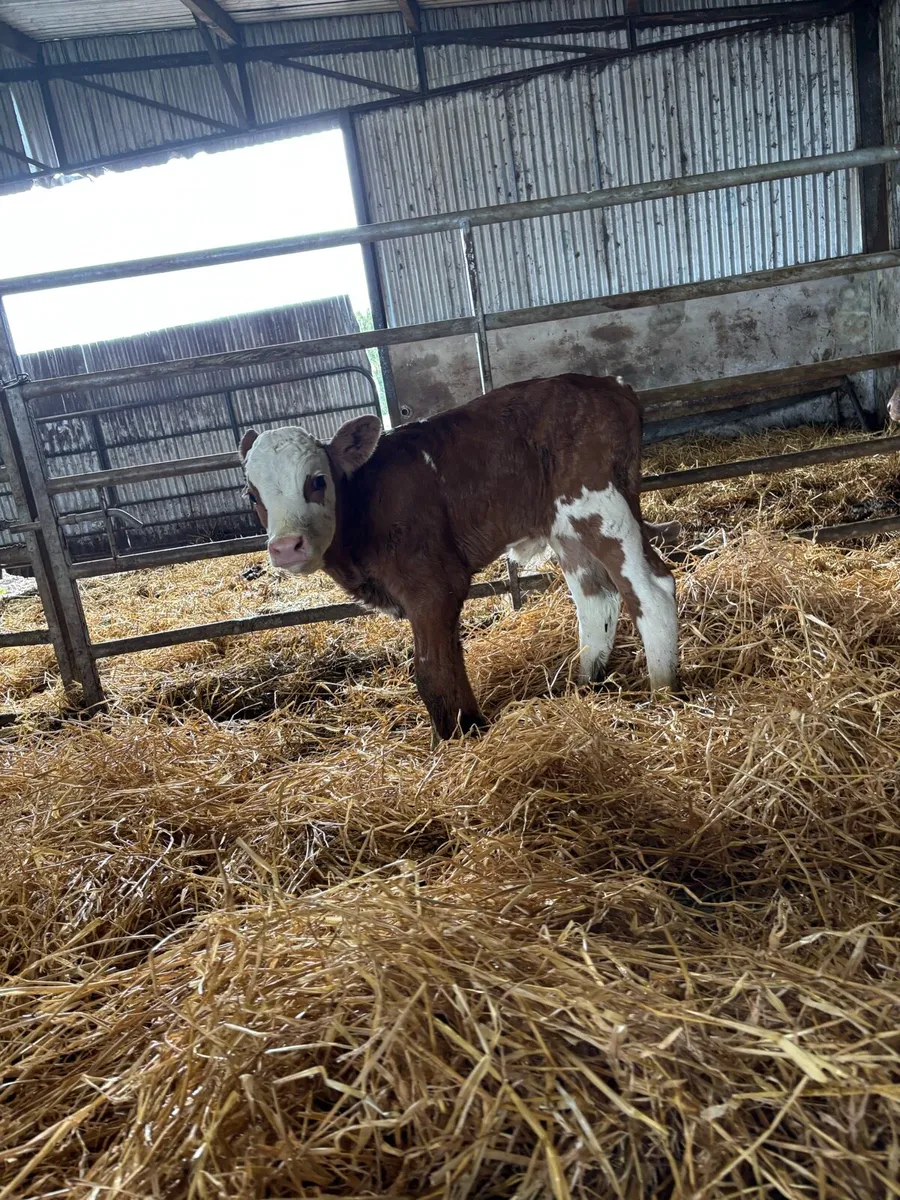 Super charlaois and continental calves for sale - Image 3