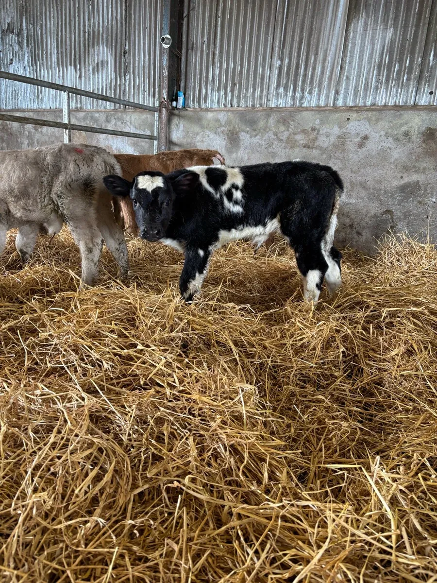 Super charlaois and continental calves for sale - Image 4