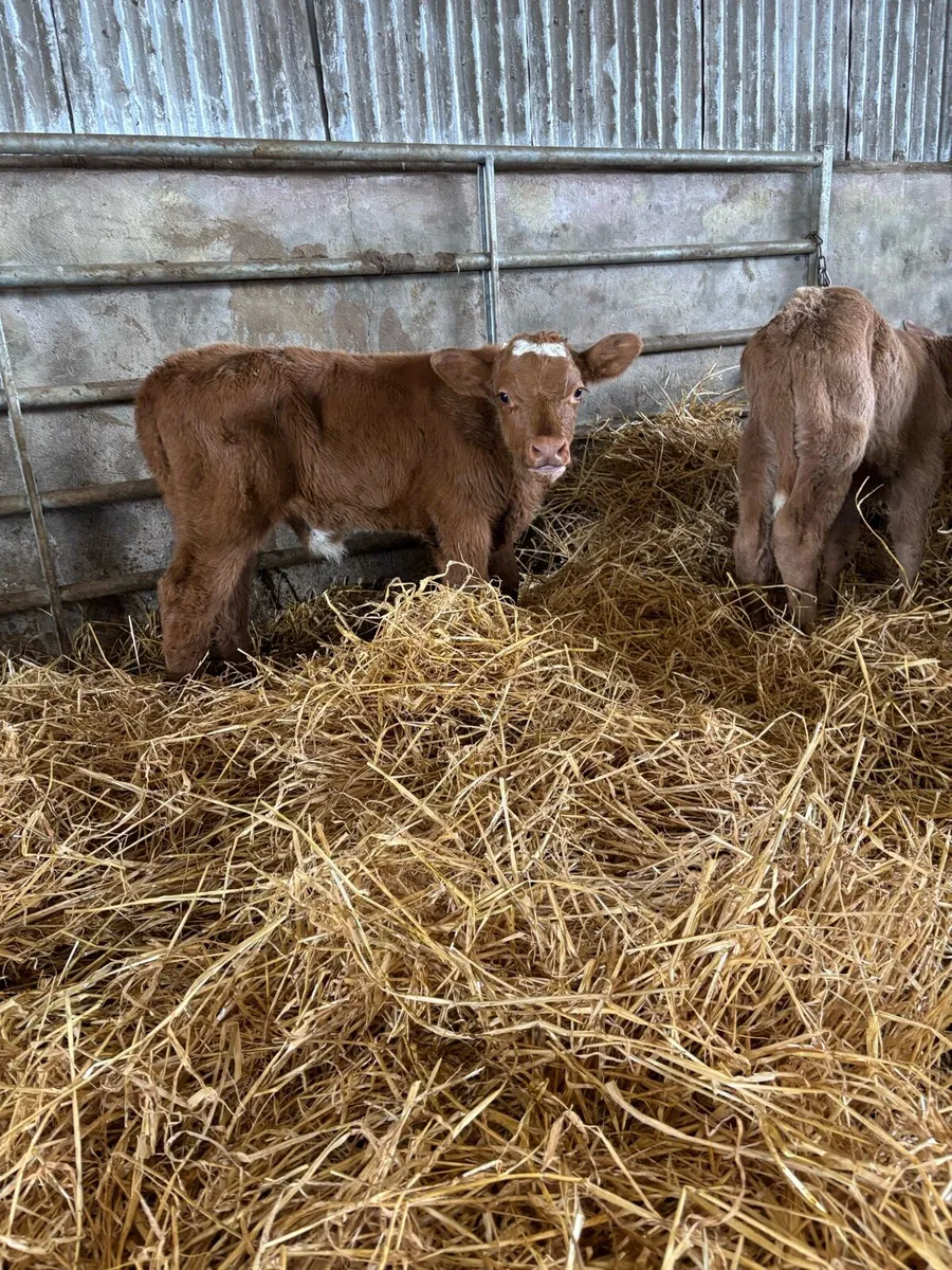 Super charlaois and continental calves for sale - Image 1