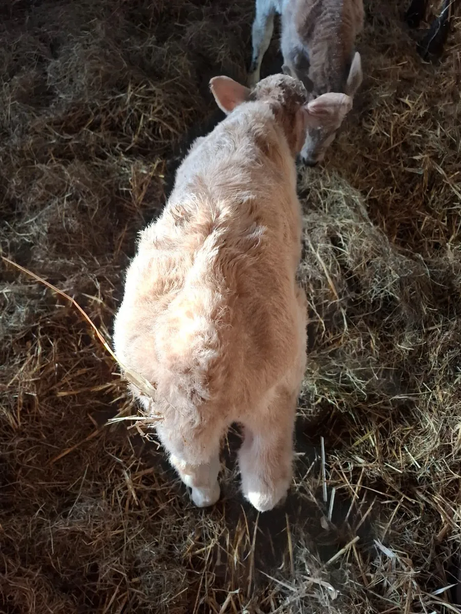 CH Heifer Calf Suckler Bred - Image 4