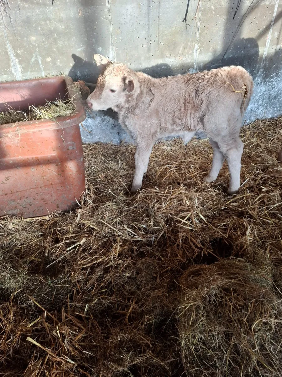CH Heifer Calf Suckler Bred - Image 1