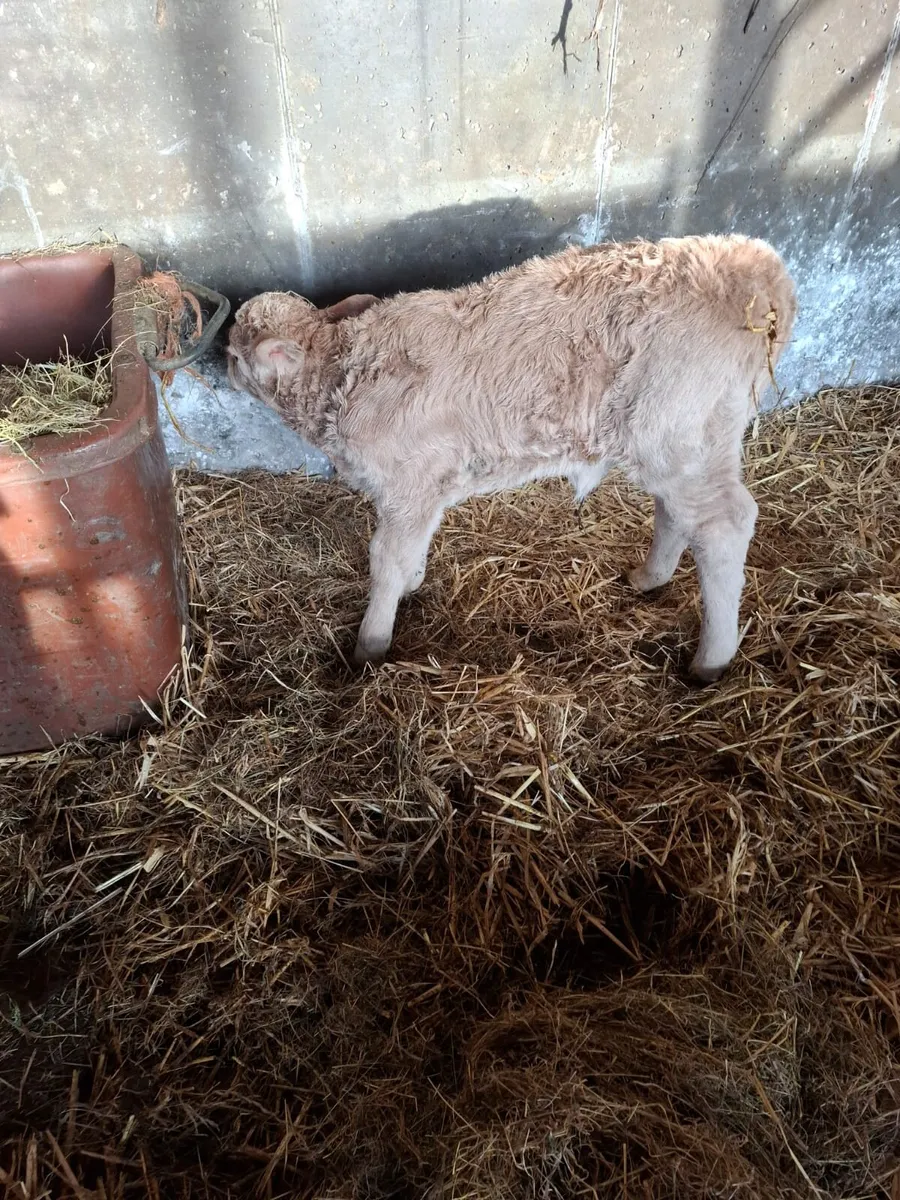 CH Heifer Calf Suckler Bred - Image 2