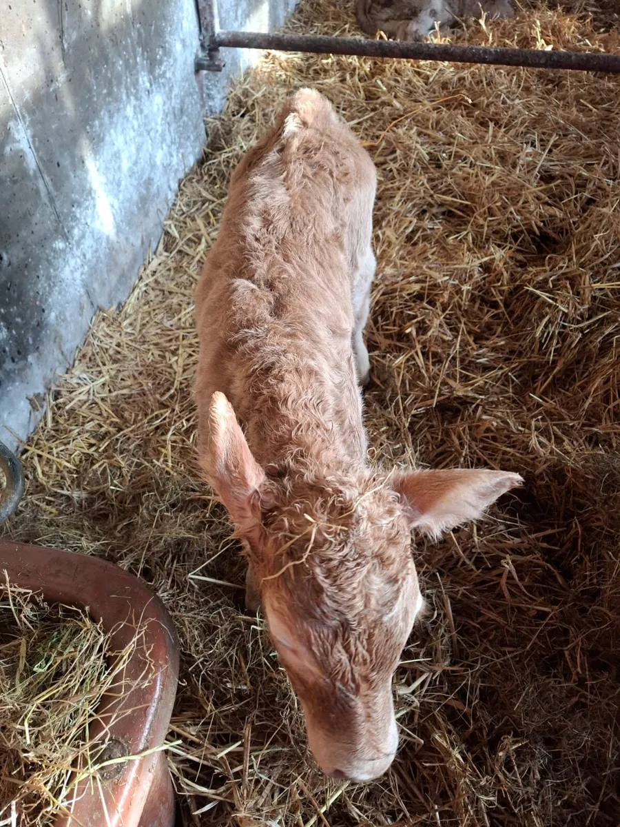 CH Heifer Calf Suckler Bred - Image 3