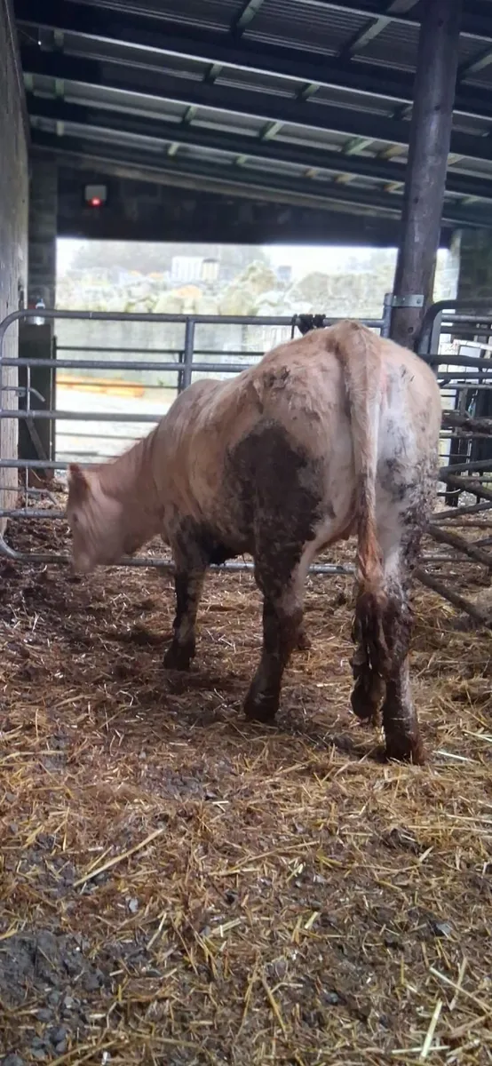 Super heifer - Image 3