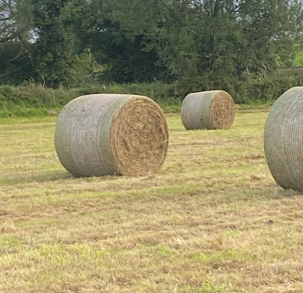 Hay for Sale