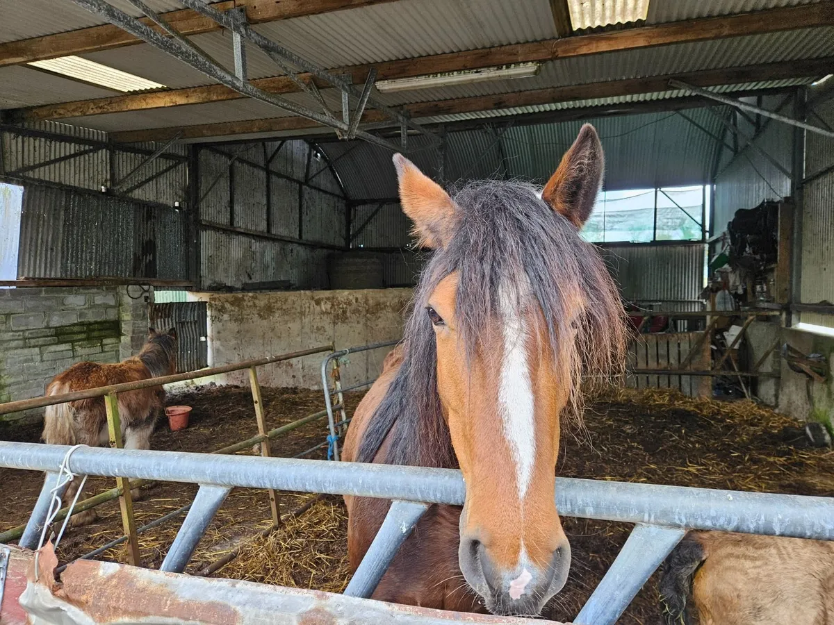 Connie mare & foal - Image 1