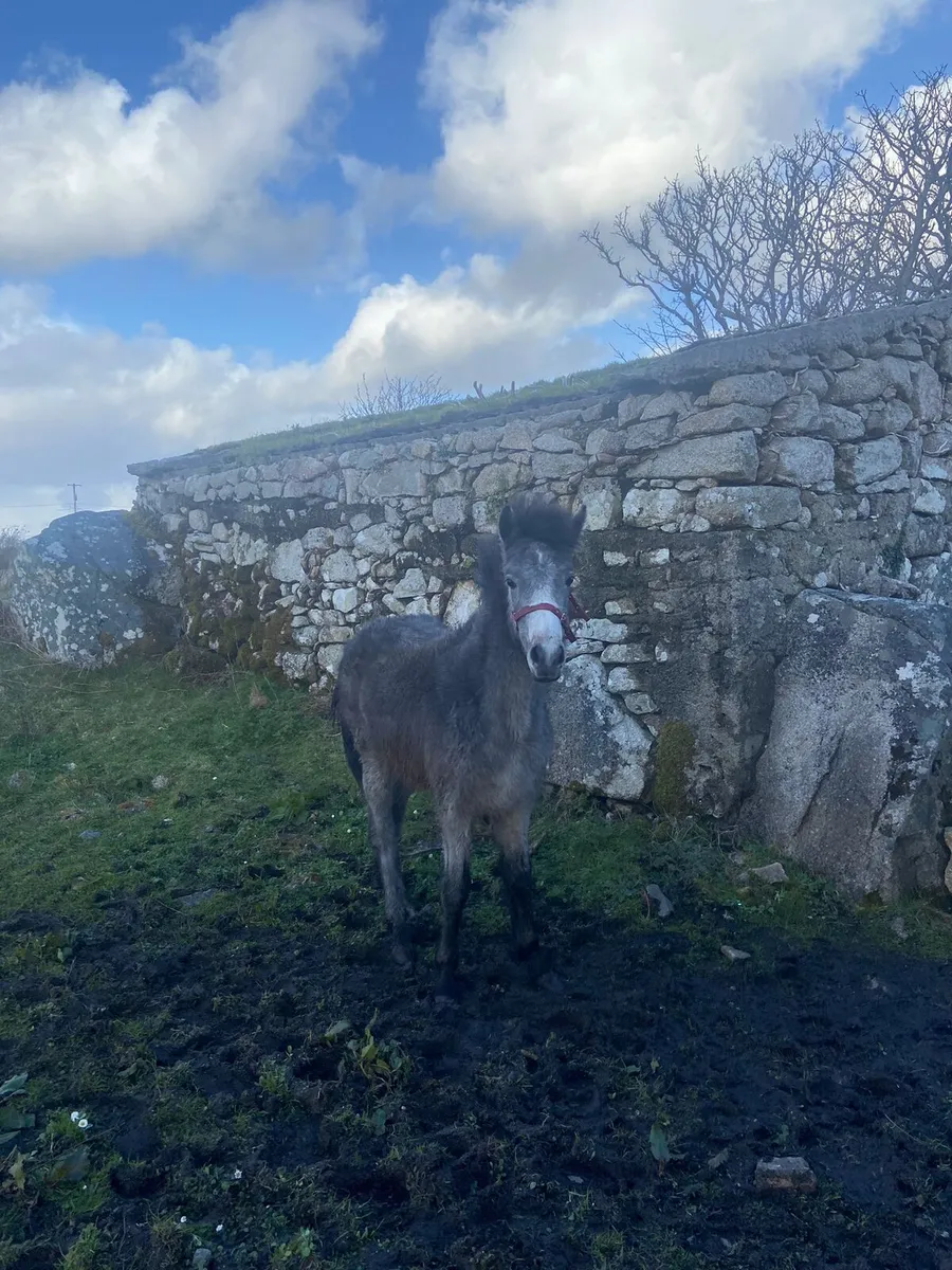 Connemara pony - Image 1