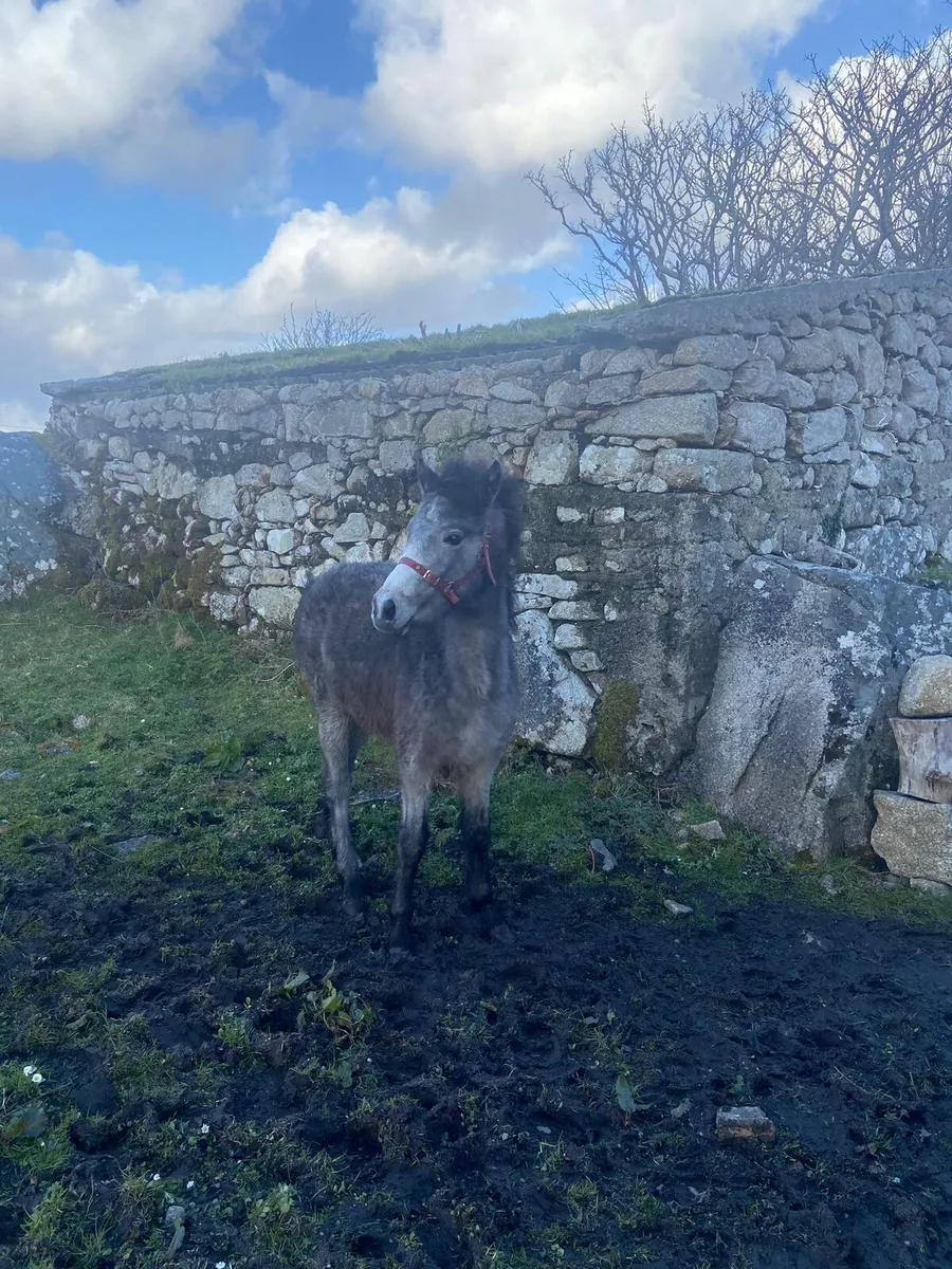 Connemara pony - Image 2