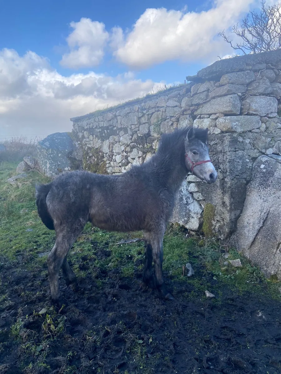Connemara pony - Image 4