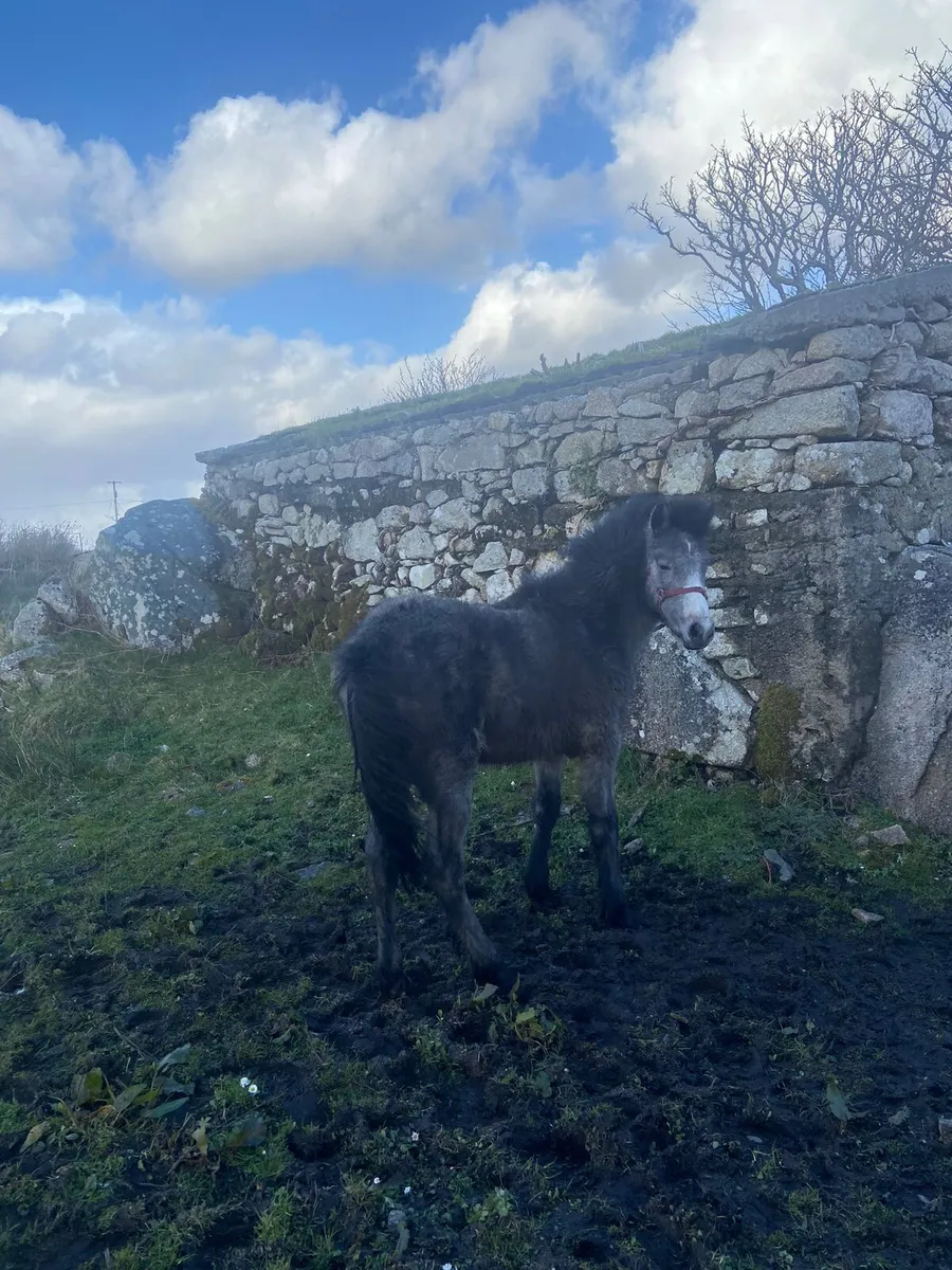 Connemara pony - Image 3