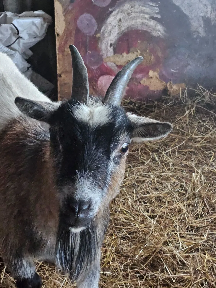 Pygmy goats - Image 2