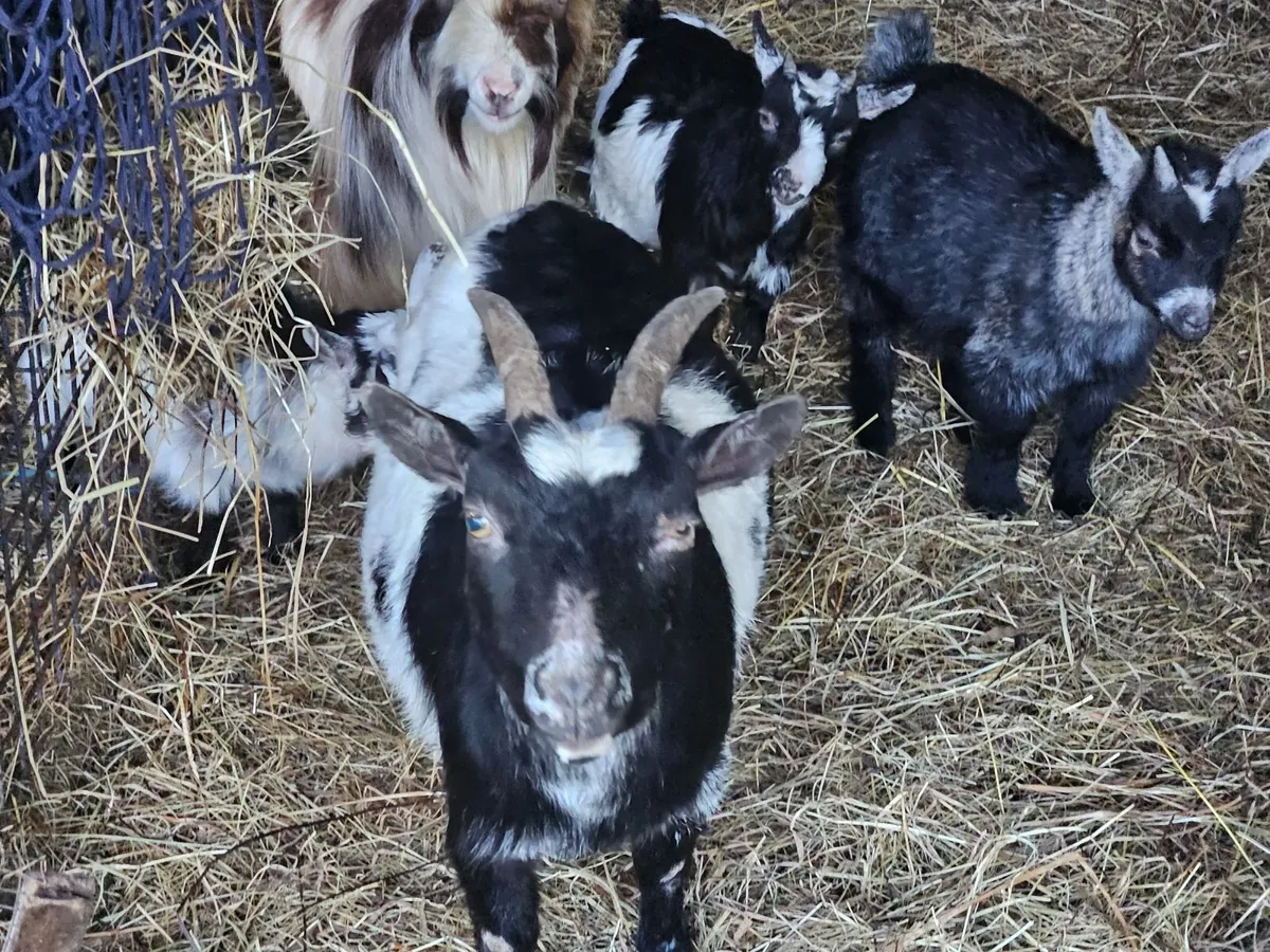 Pygmy goats - Image 3
