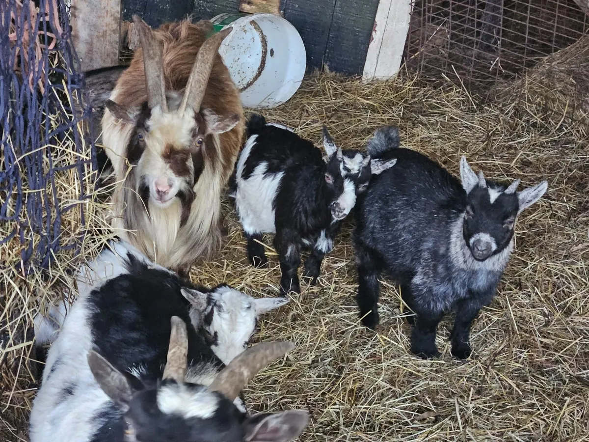 Pygmy goats - Image 4