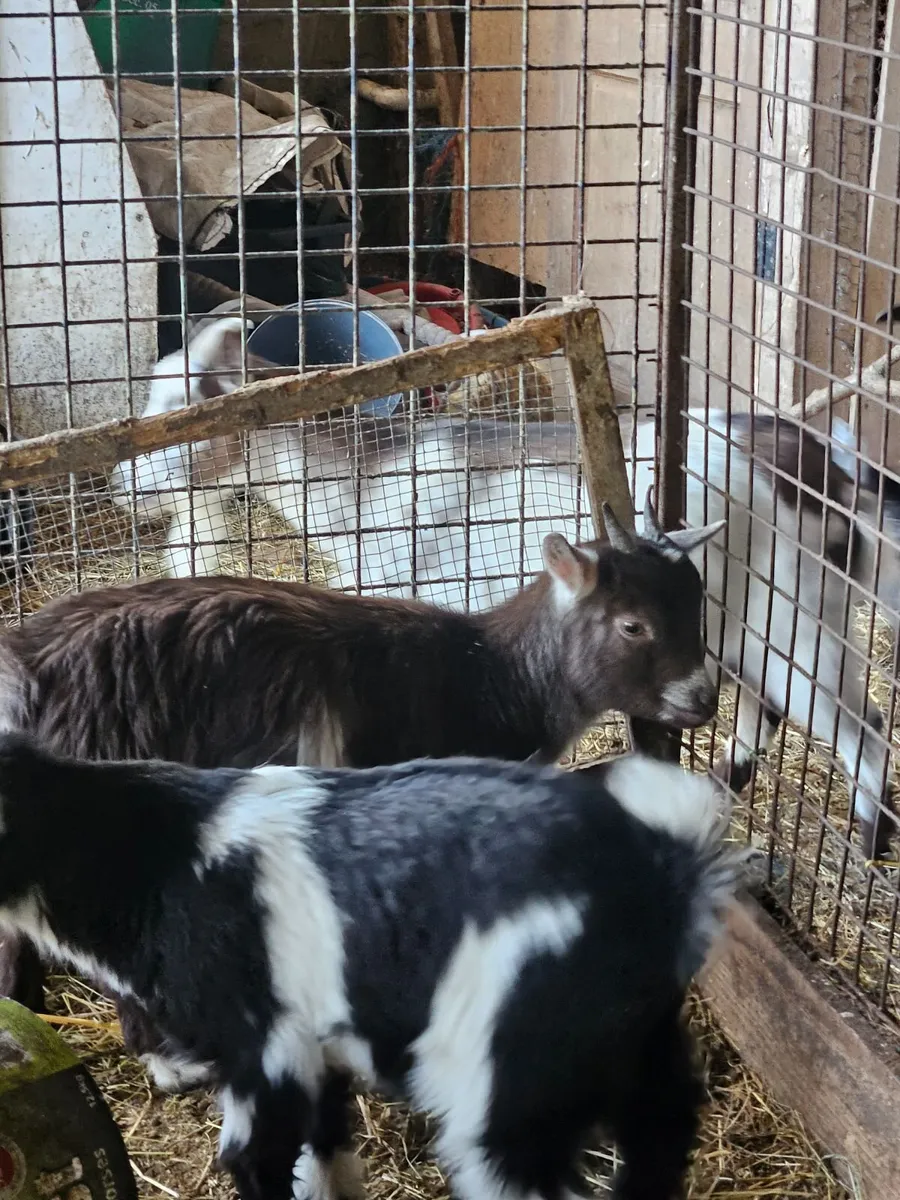 Pygmy goats - Image 1