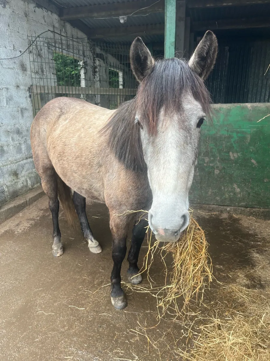 Connemara Pony - Image 1