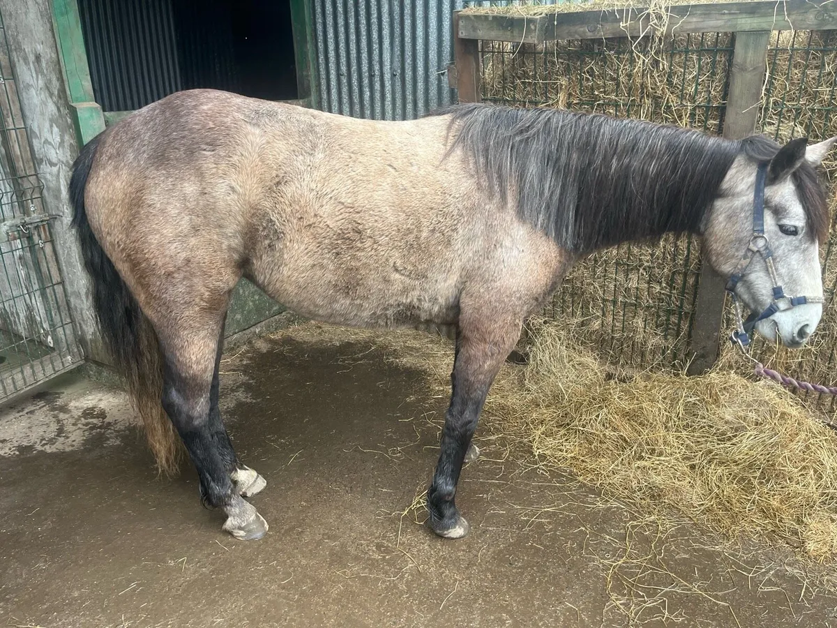 Connemara Pony - Image 2