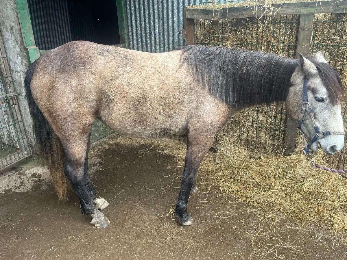 Connemara Pony - Image 3