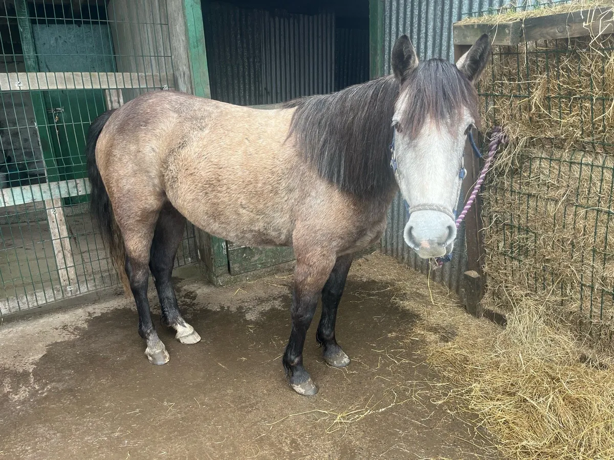 Connemara Pony - Image 4