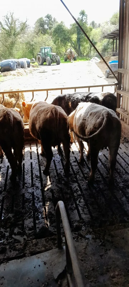 In calf continental heifers - Image 1
