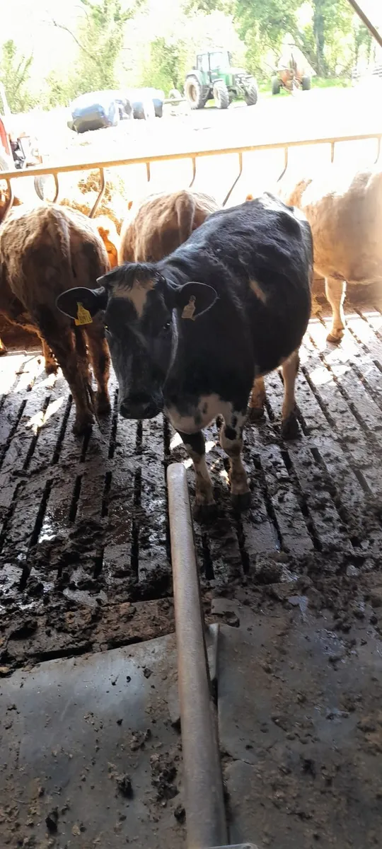 In calf continental heifers - Image 2