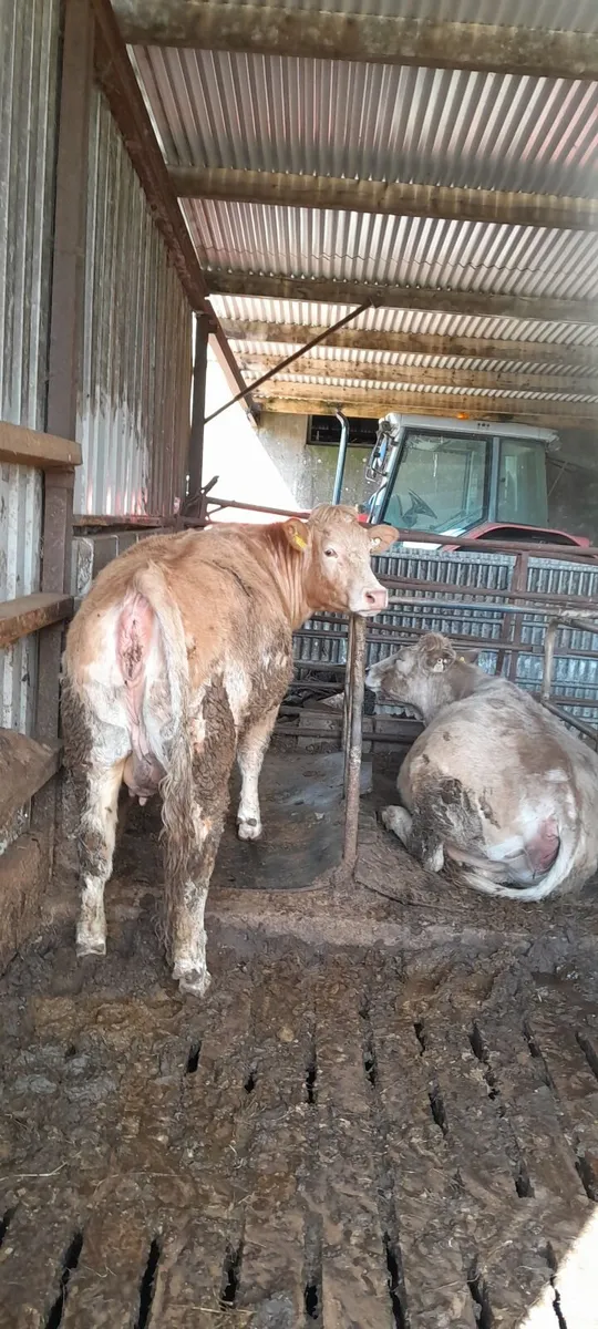 In calf continental heifers - Image 3