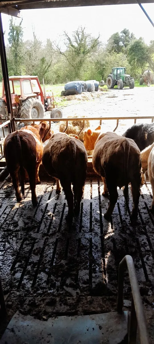 In calf continental heifers - Image 4