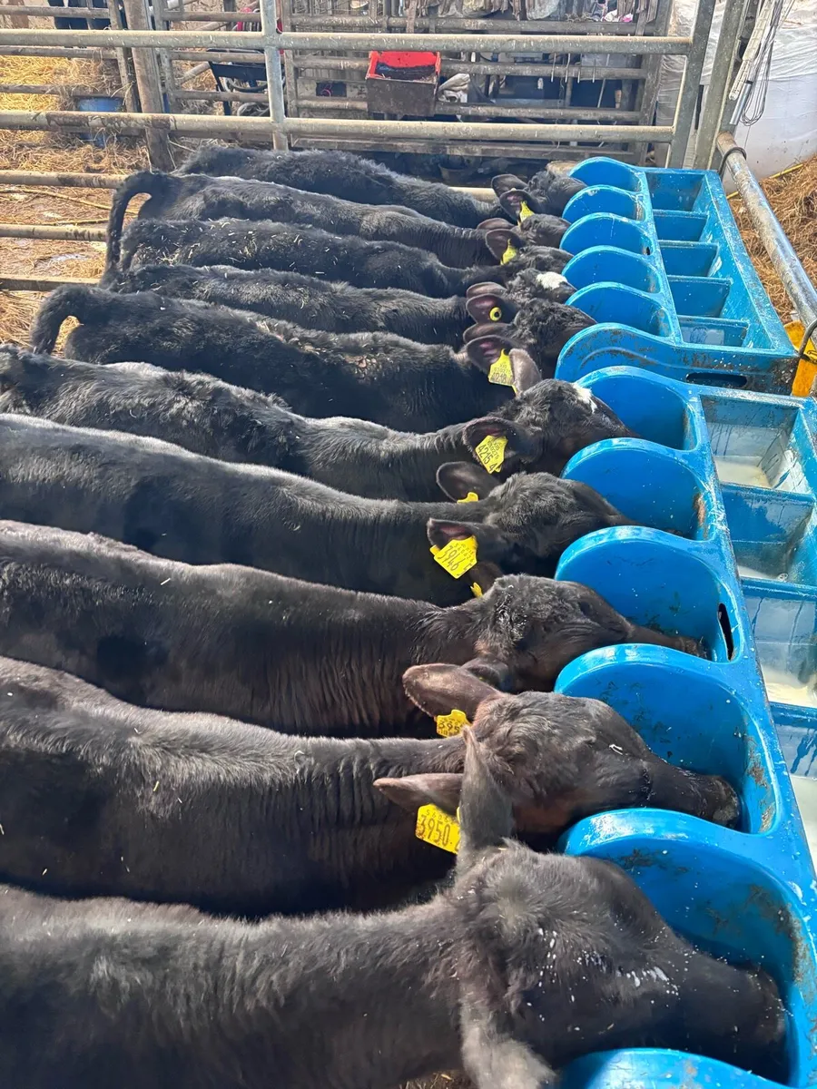 Angus heifers. - Image 1