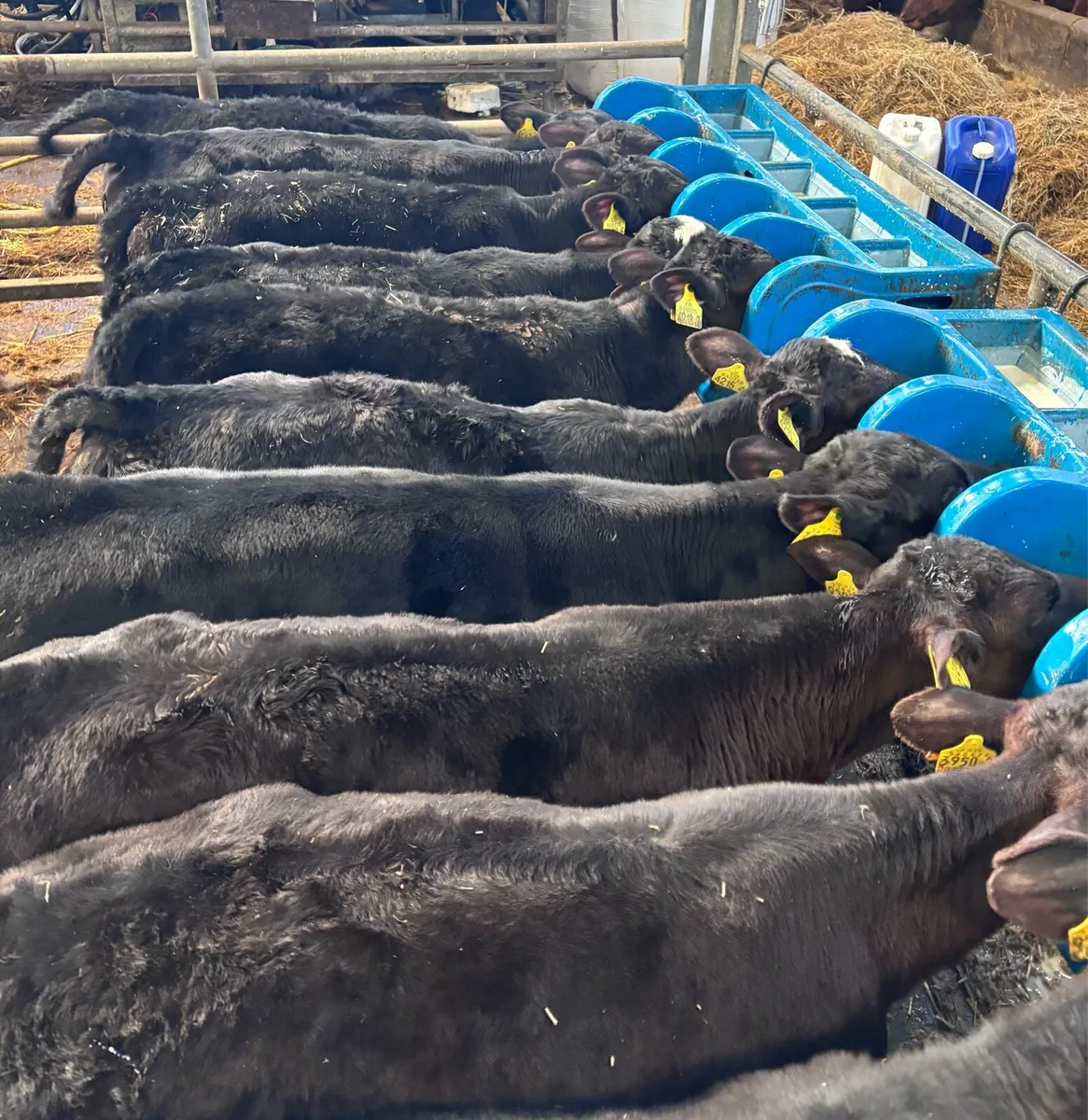 Angus heifers. - Image 2