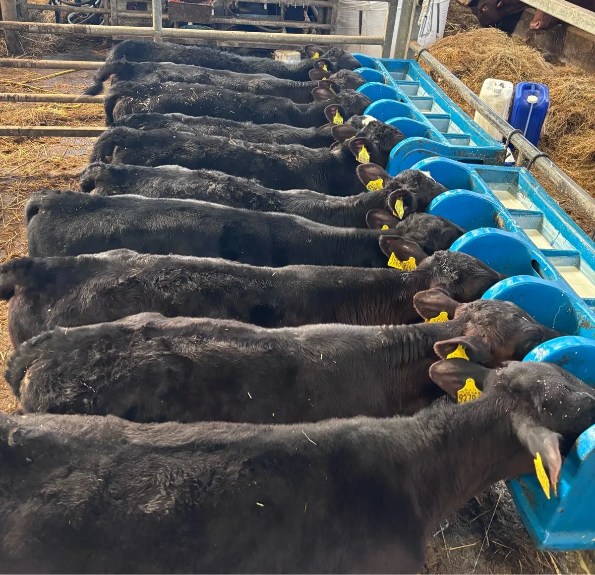 Angus heifers. - Image 3