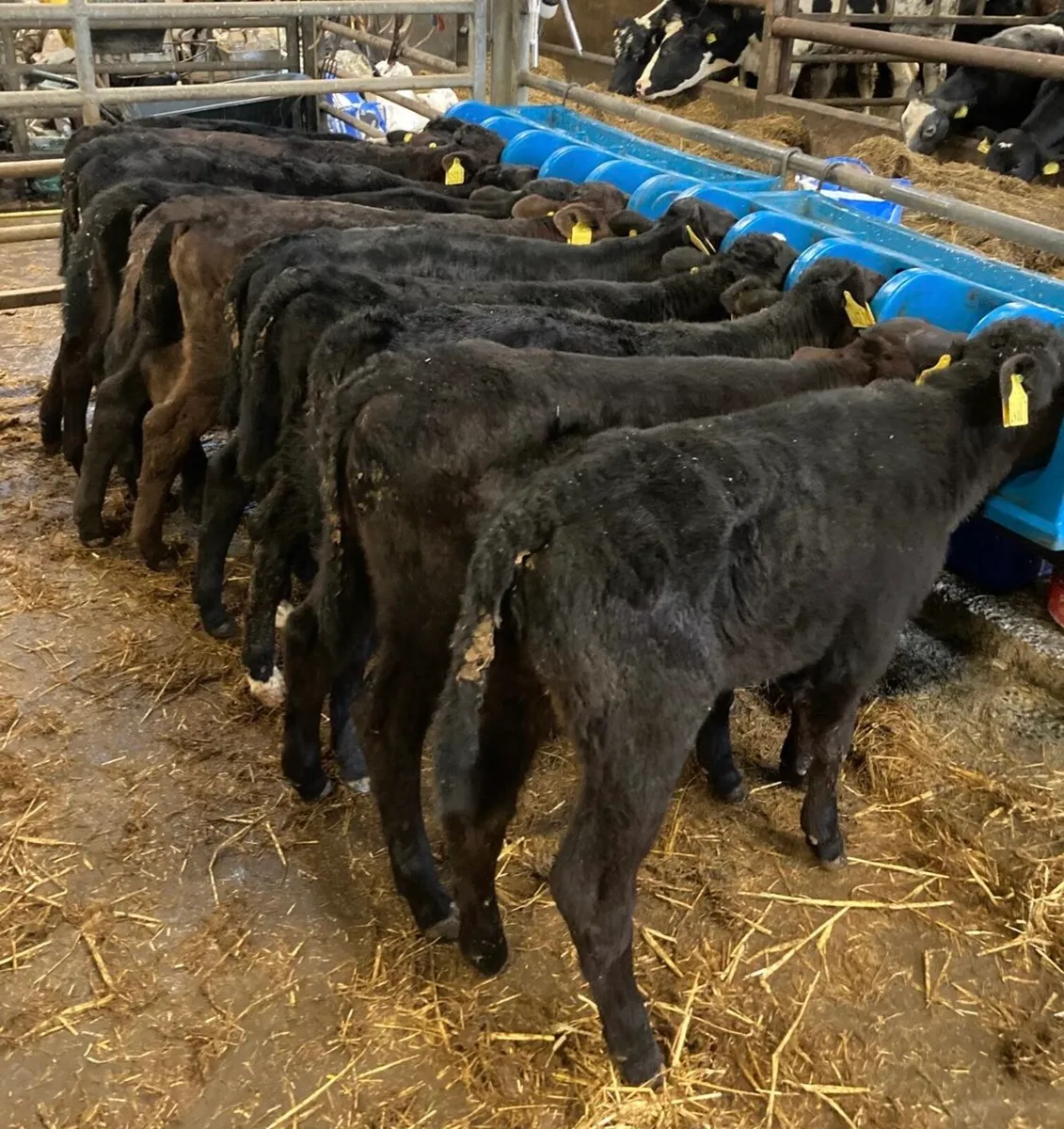 Angus heifers. - Image 4