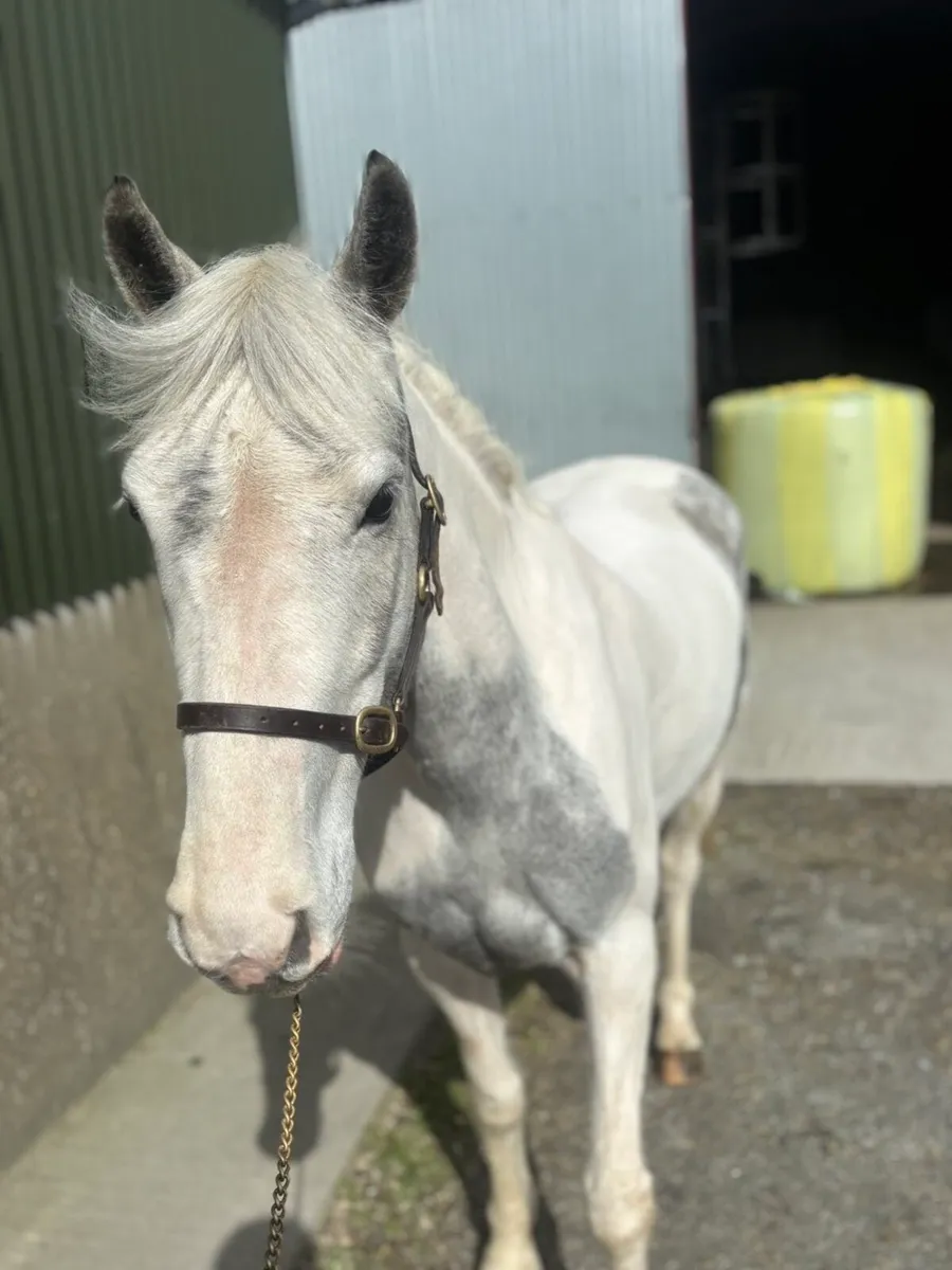 💥 Smashing 138 pony 💥 - Image 3